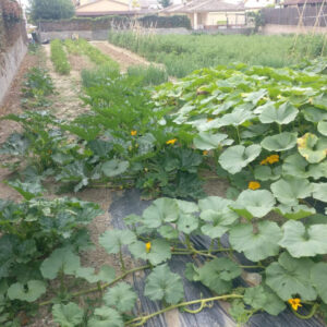 Parcel.la en venda en Vilobí del Penedès
