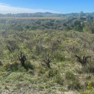 VENDA DE TERRENY DE VINYA AL PLA DEL PENEDÈS